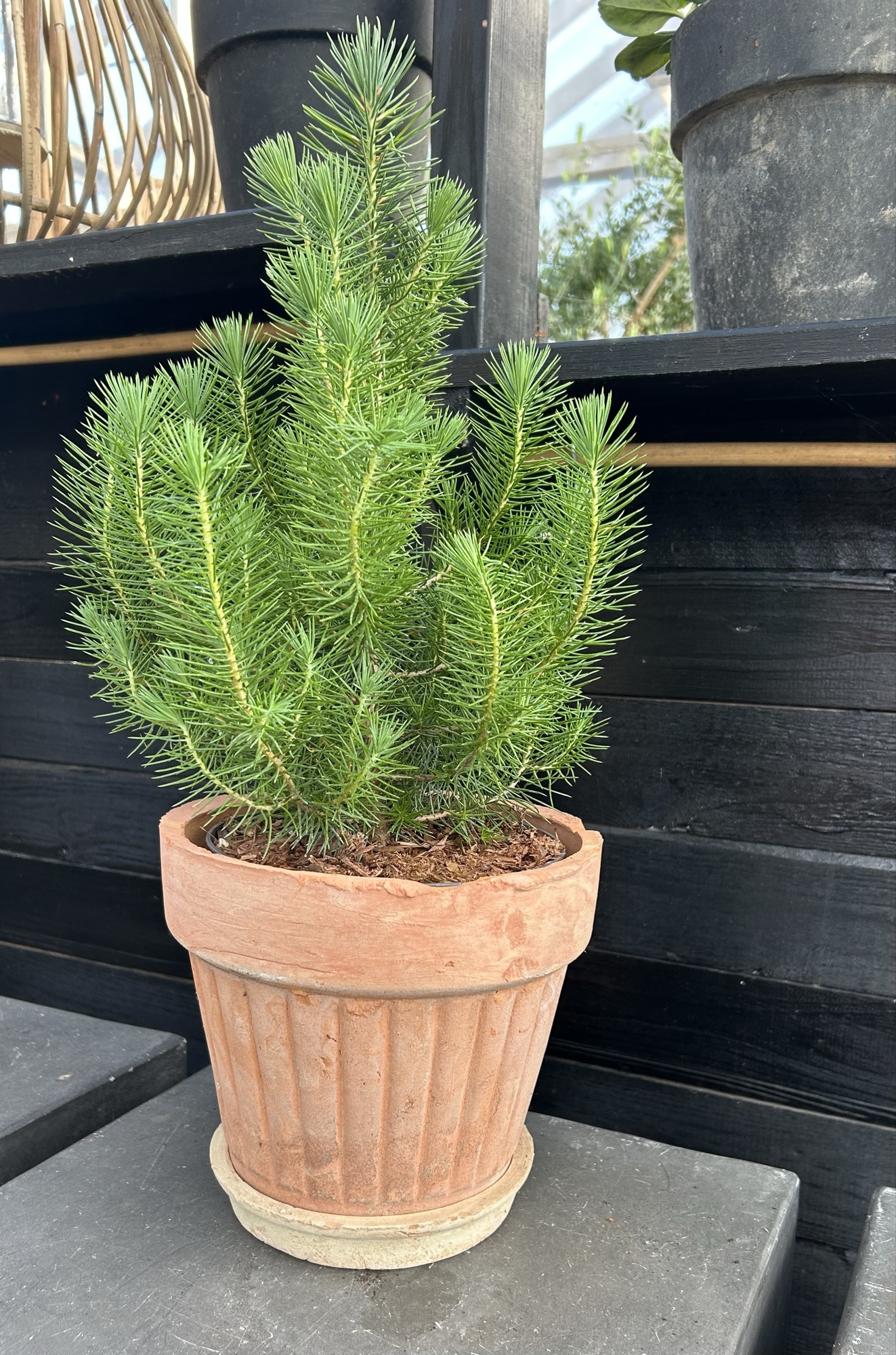 Pinus pinea