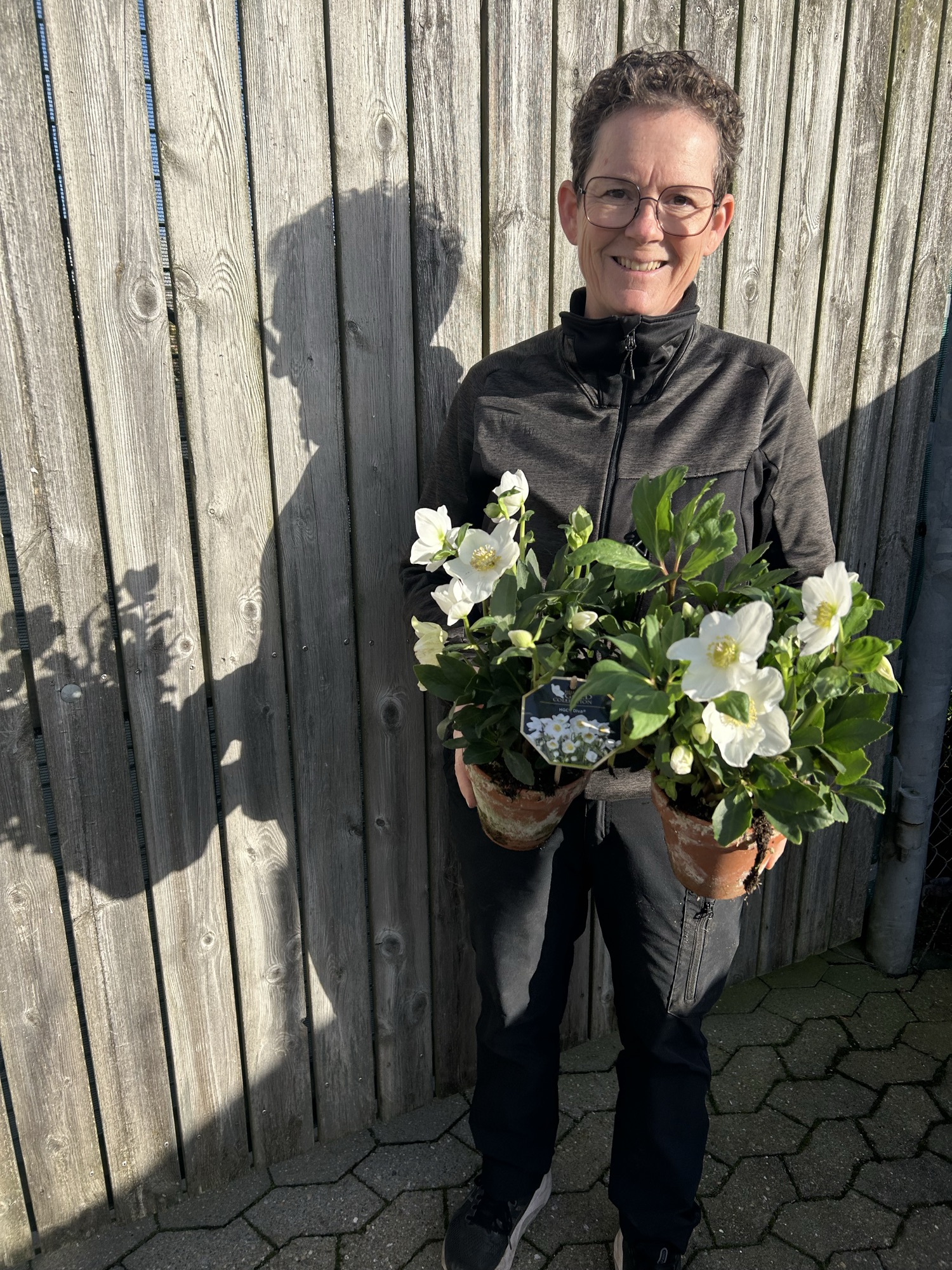 Helleborus/ julerose i lerpotte