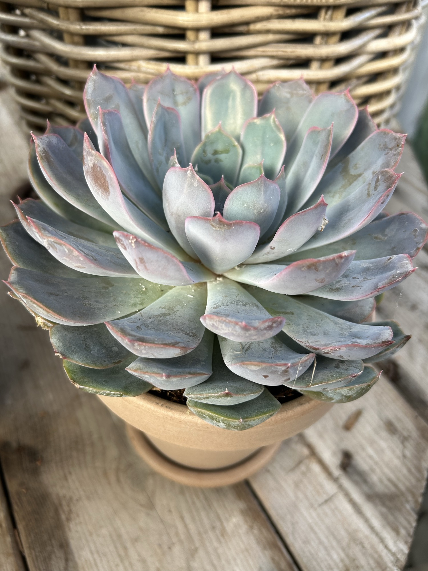 Stor Echeveria”summer”