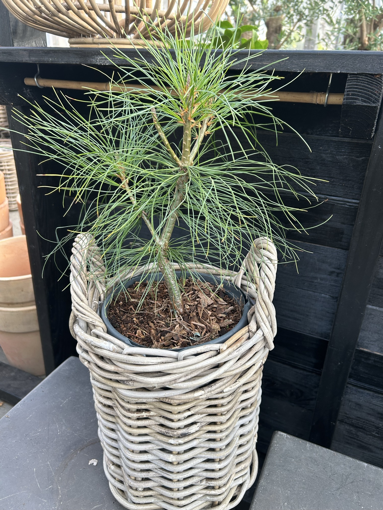 Pinus Wallichiana fyr